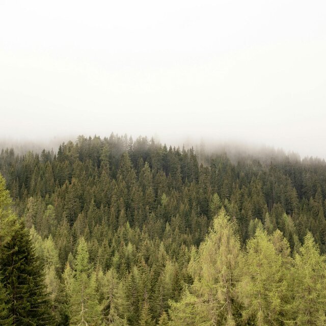 Pinewood Dreams