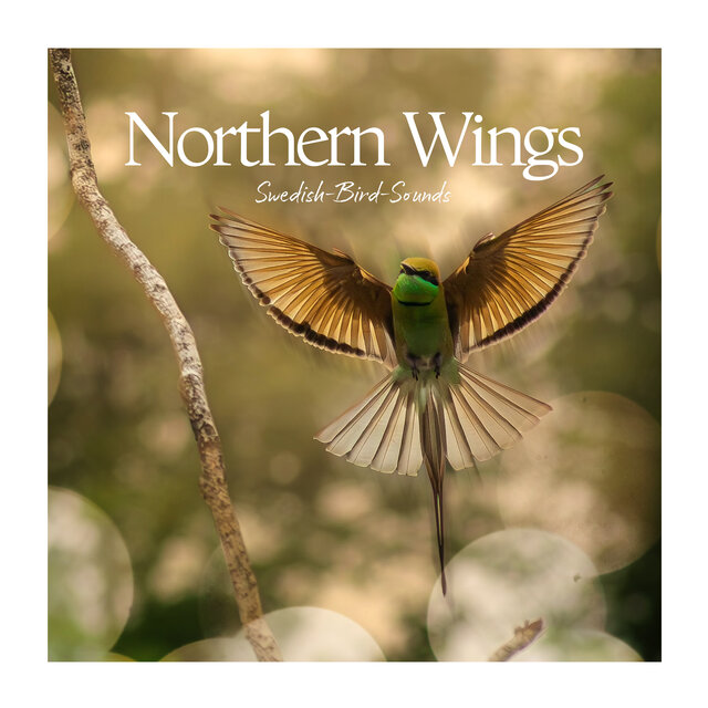 Northern Wings