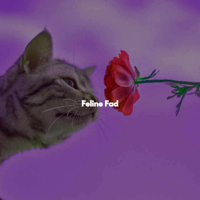 Feline Fad