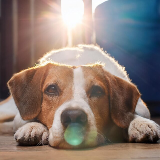 Sonidos Relajantes Para El Cuidado De Perros
