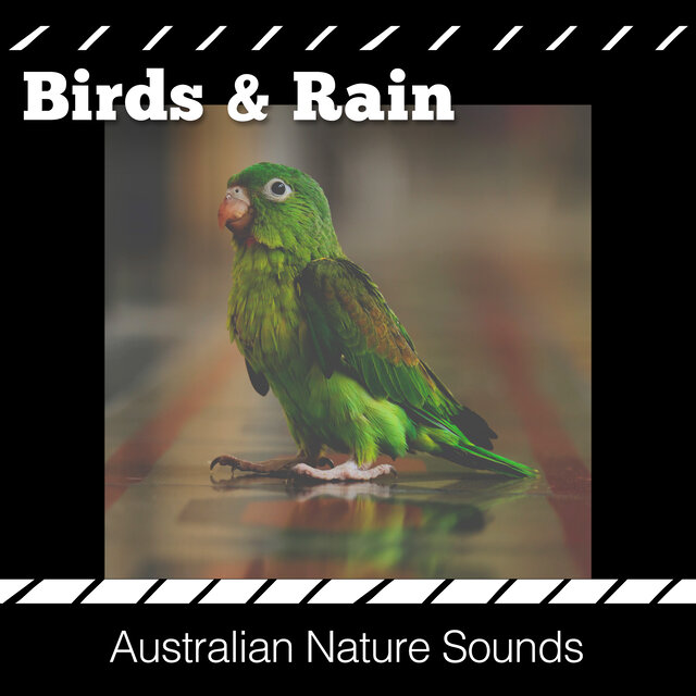 Birds & Rain