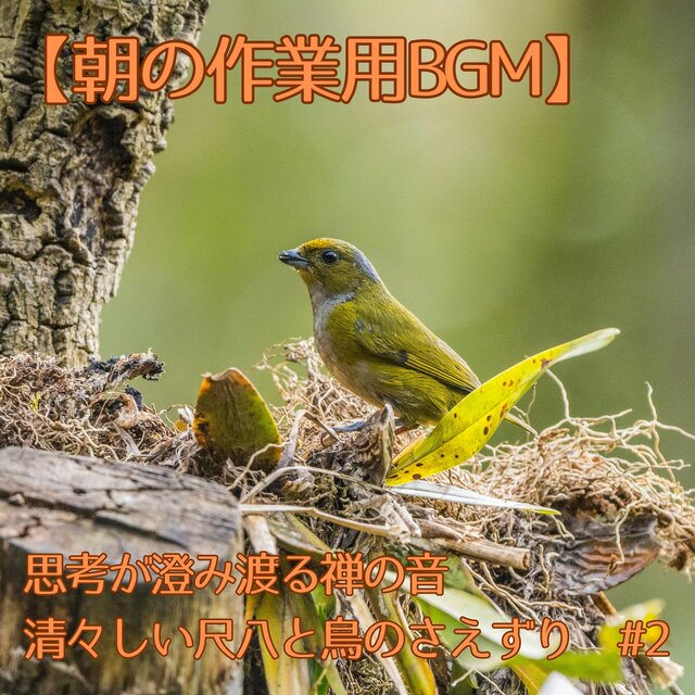 【朝の作業用BGM】思考が澄み渡る禅の音｜清々しい尺八と鳥のさえずり　#2