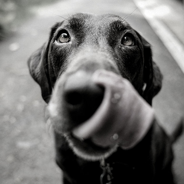 Dog Anxiety (Understated)