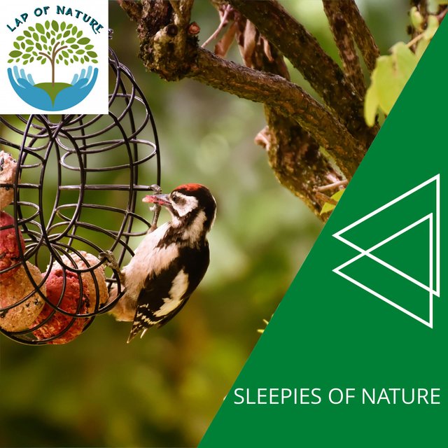 Sleepies of Nature