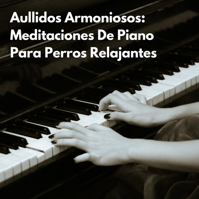 Ronroneos Armoniosos: Melodías De Piano Meditativo Para Gatos Felices