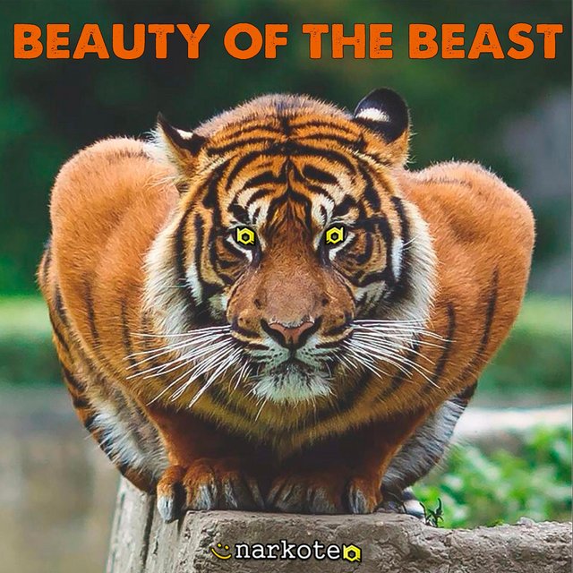 Beauty of the Beast