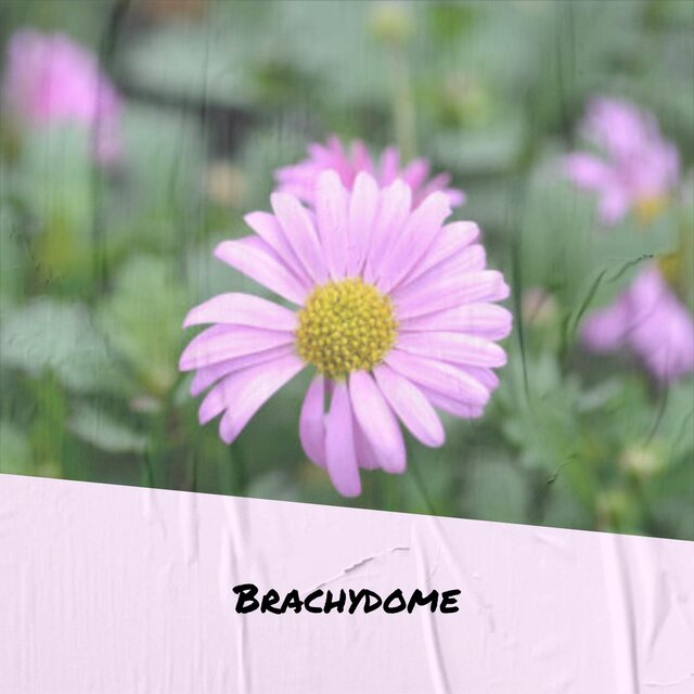 Brachydome
