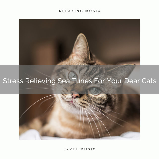 Stress Relieving Sea Tunes For Your Dear Cats
