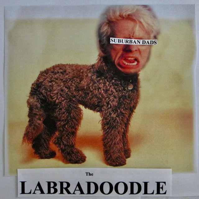 The Labradoodle