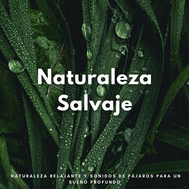 Naturaleza Salvaje: Naturaleza Relajante Y Sonidos De Pájaros Para Un Sueño Profundo