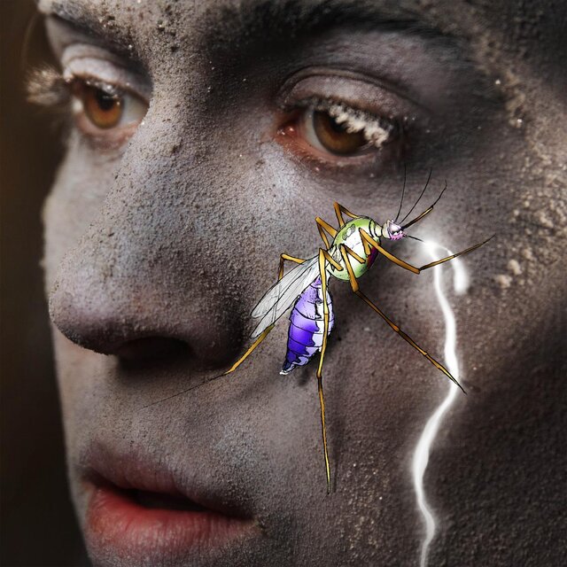 Mosquito