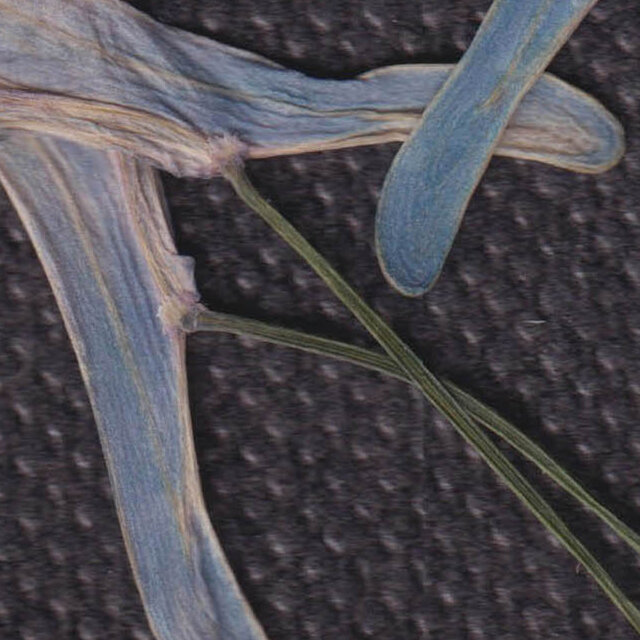 Disque Bleu (For Chahine)