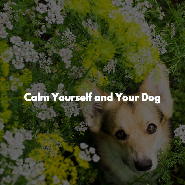 Calm Yourself and Your Dog