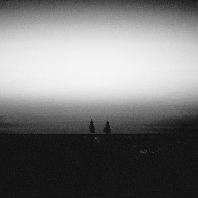 For the Vines Are Dried and the Trees Are Withered