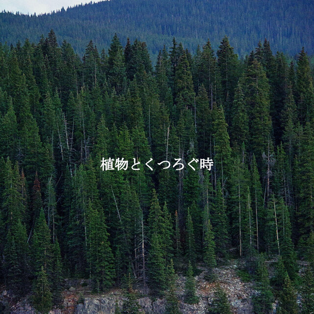 植物とくつろぐ時