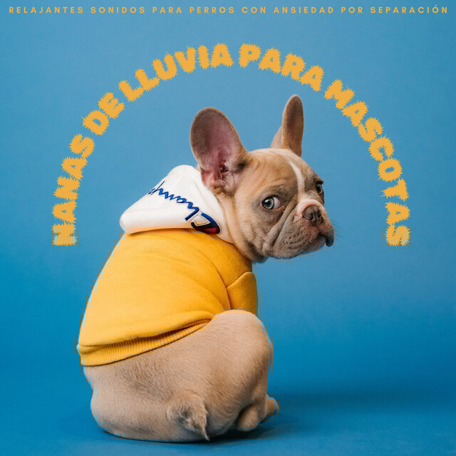 Nanas De Lluvia Para Mascotas: Relajantes Sonidos Para Perros Con Ansiedad Por Separación