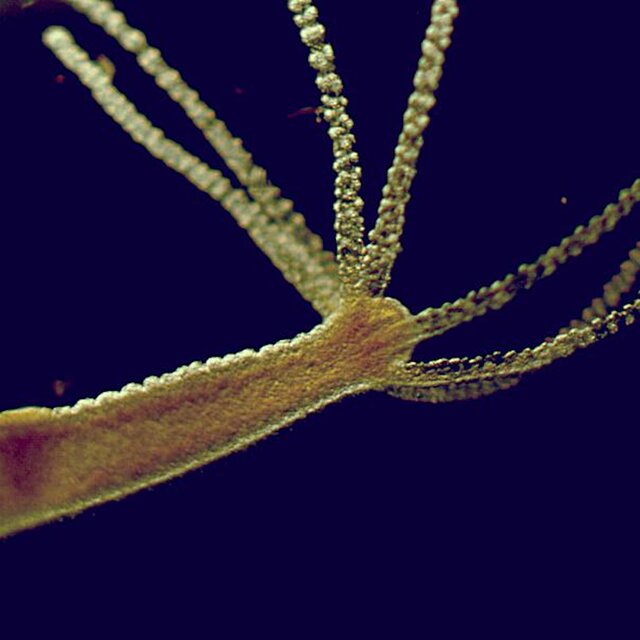 HYDRA