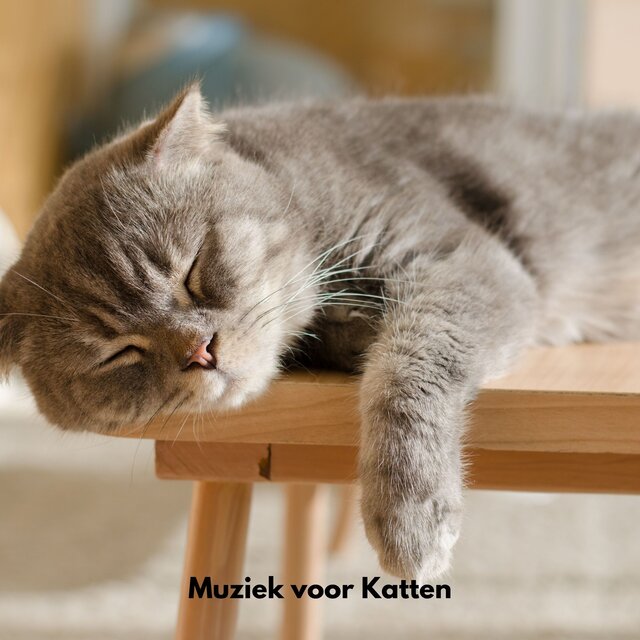 Muziek voor katten