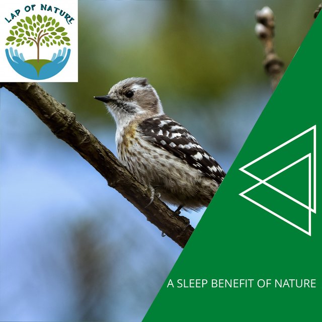 A Sleep Benefit of Nature