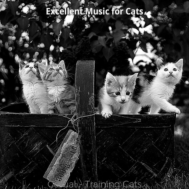 Casual - Training Cats