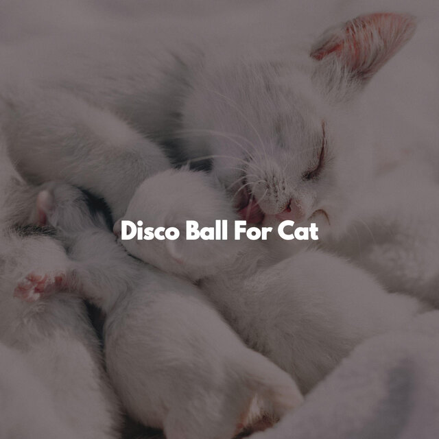 Disco Ball For Cat