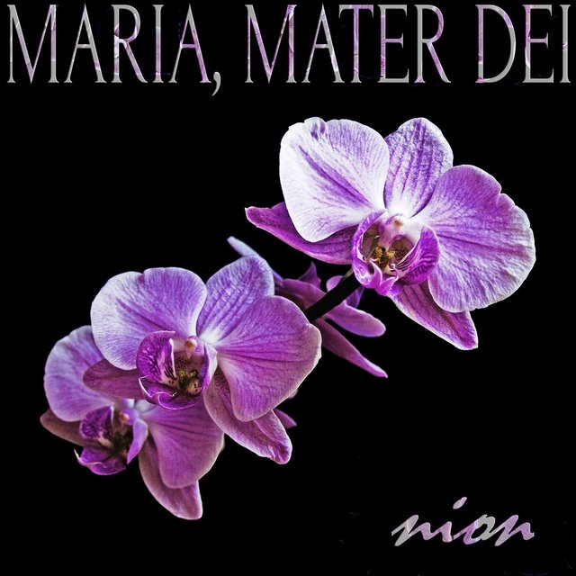 Maria, Mater Dei