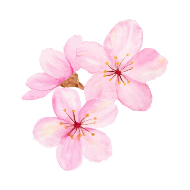 Blossom