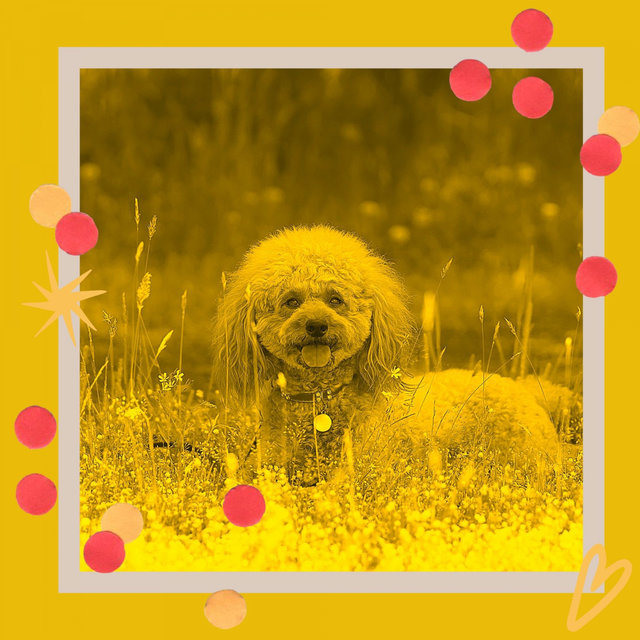 Backdrop for Calming Your Dog - Acoustic Guitar