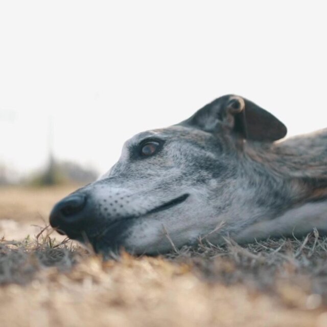 La De Los Perros