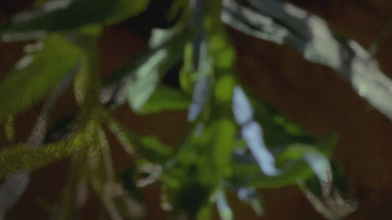 Waving Leaves
