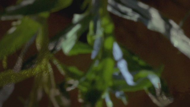 Waving Leaves
