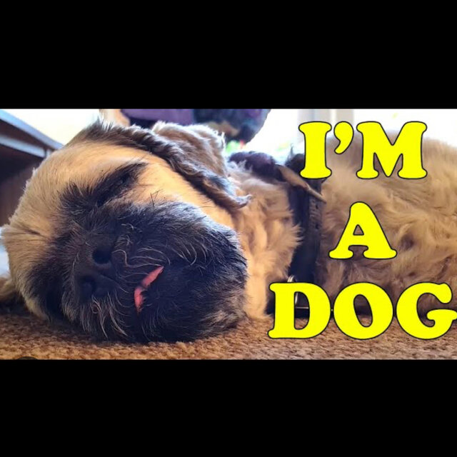 I'm A Dog