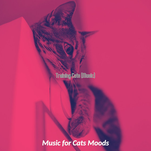 Training Cats (Music)
