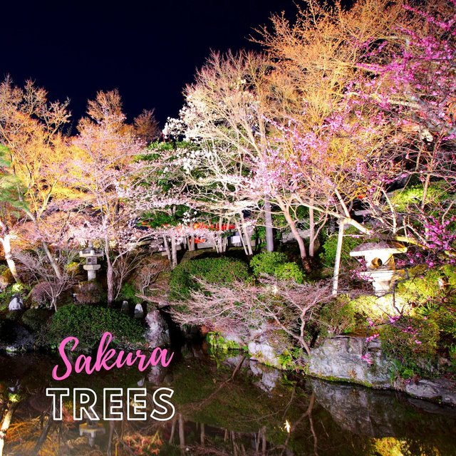 Sakura Trees