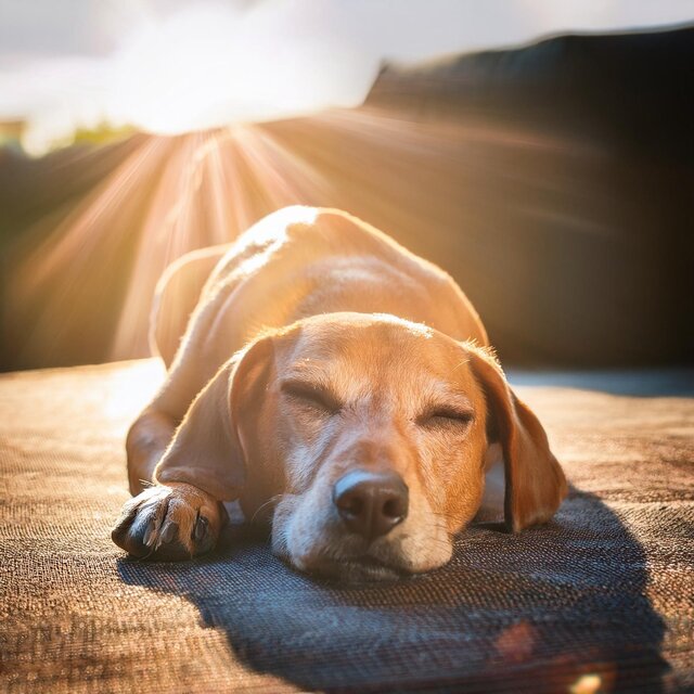Patitas Junto Al Fuego Para Perros: Sonidos De Guitarra Tranquilos
