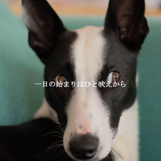 一日の始まりはひと吠えから