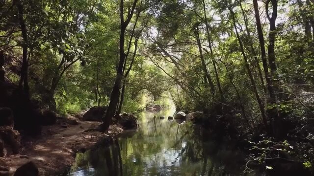 Protect the trees