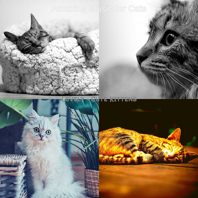 Lovely - Cute Kittens