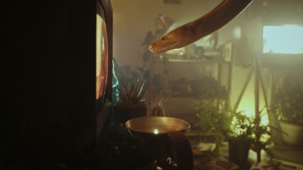 Snakes