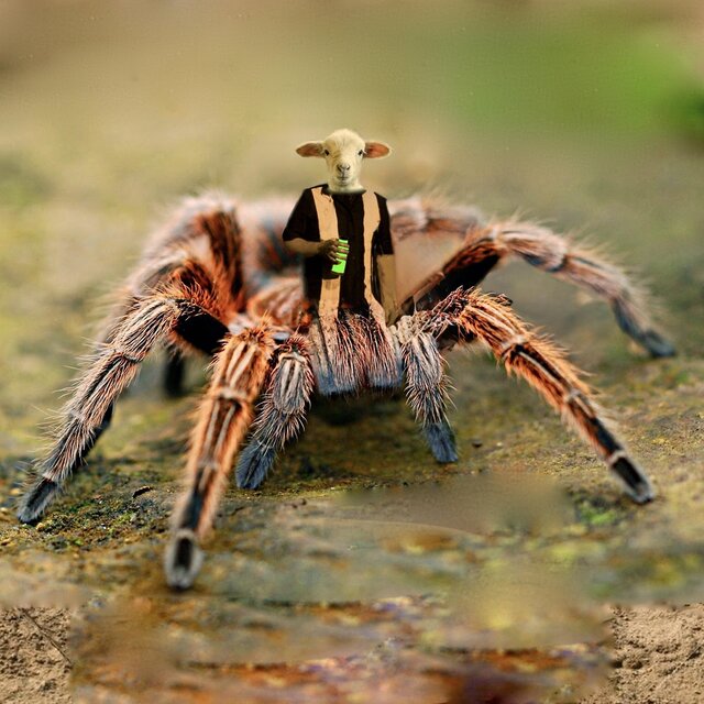 Tarantulamb