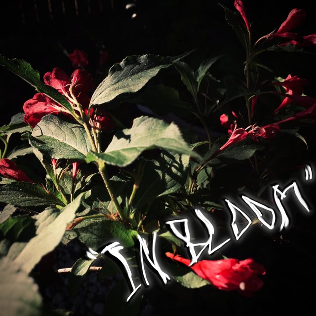 In Bloom