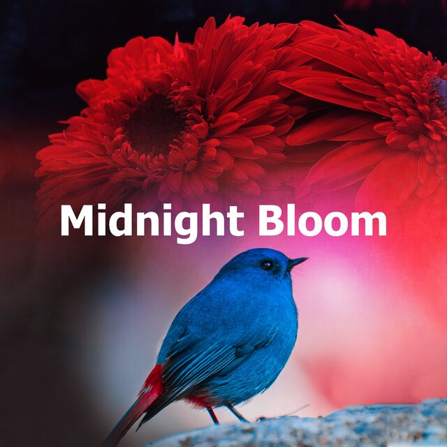 Midnight Bloom