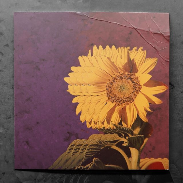 Where Flowers Grow