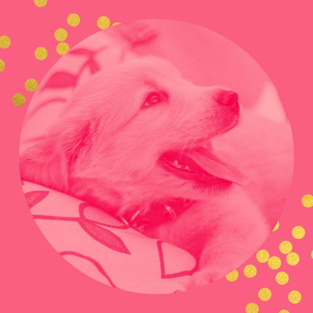 Brilliant Bgm for Resting Pups