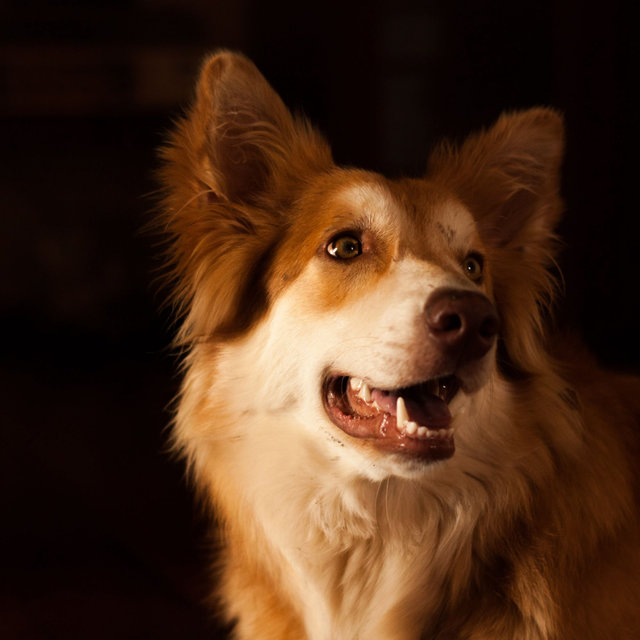 Elegant Background for Calm Puppies