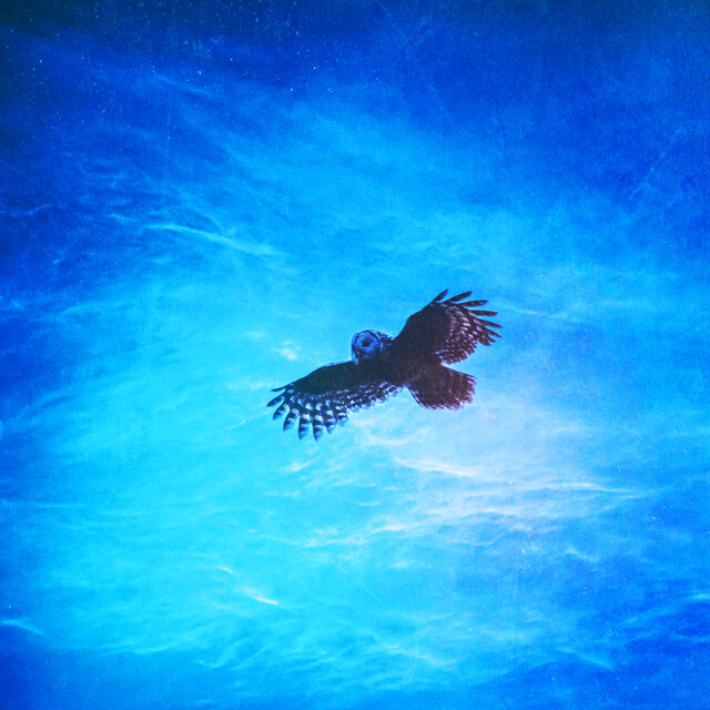 Peaceful Phoenix