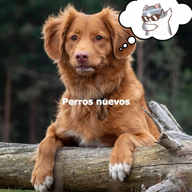 Perros nuevos