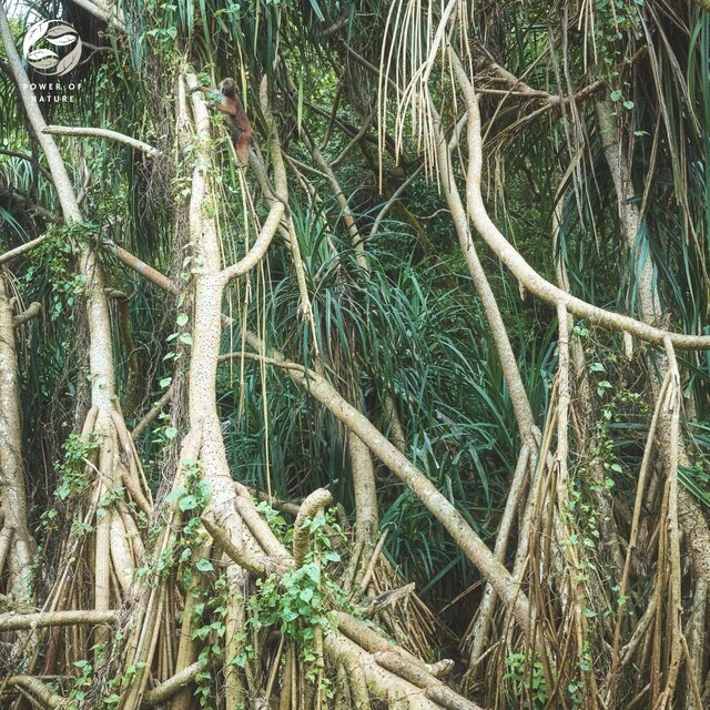 Piano Rainforest Reveries