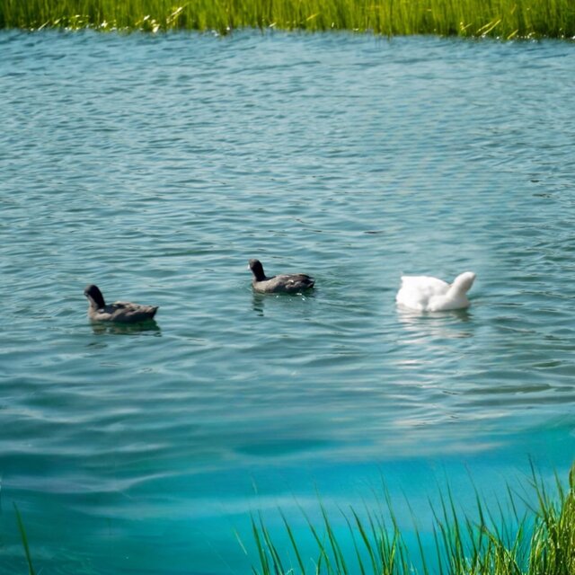 Duck Duck Goose