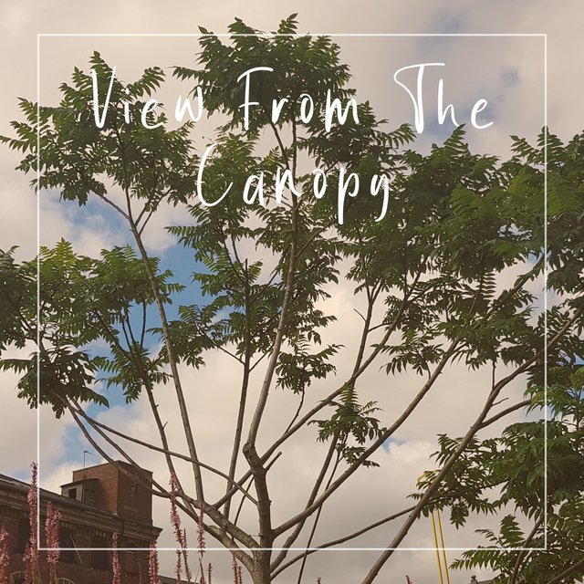 View from the Canopy